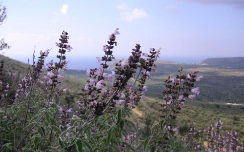 Ελληνικά βότανα με θαυματουργά αποτελέσματα